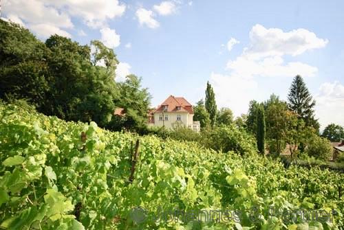 Hausansicht aus dem Weinberg, die oberen drei hellen Fenster gehören zu dieser Wohnung