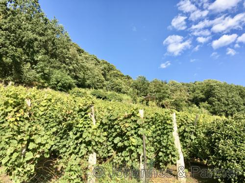 Haus liegt direkt neben dem königlichen Weinberg mit herrlichen Spazierwegen